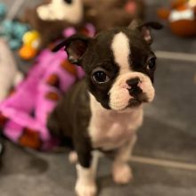 Afectionate Boston Terrier Puppies