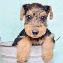 Airedale Terrier puppies for sale