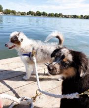 Australian Shepherd Puppies for Adoption( mariathomas3443@gmail.com)