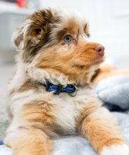 Australian Sheppard puppies, male and female for adoption