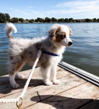 AUSTRALIANSHEPHERD PUPPIES FOR ADOPTION ( mariathomas3443@gmail.com)