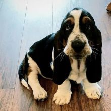 Basset Hound puppies for sale