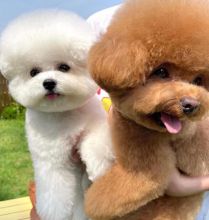 Bichon frise puppies for adoption (catherinetrang68@gmail.com)