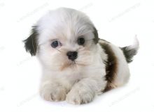 Charming Shih Tzu Puppies for adoption Email us ( dylanmilton225@gmail.com)