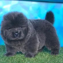 Chow Chow puppies for sale