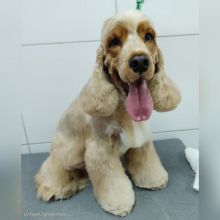 Coocker Spaniel puppies for sale
