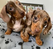 CUTE dachshunds puppies (brownlesly808@gmail.com)