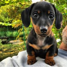 Dachshund puppies for sale