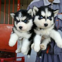 Excellent Siberian husky Puppies for adoption Email us ( dylanmilton225@gmail.com )