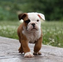 Male and Female English Bulldogs