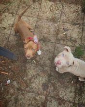 Male and Female Pitbull Puppies for adoption (mellissadaniel787@gmail.com)