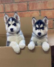 MALE AND FEMALE SIBERIAN HUSKY PUPPIES FOR ADOPTION [ luckpeter90@gmail.com]