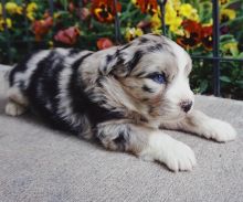 OUTSTANDING AUSTRALIAN SHEPHERD FOR ADOPTION ( mariathomas3443@gmail.com)