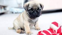 pug puppies to good homes