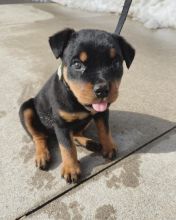 Rottweiler puppies available in good health condition for new homes