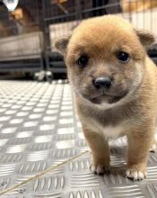 Shiba Inu puppies for sale