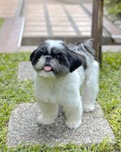 SHih Tzu puppies for sale