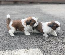 Shih Tzu Puppies Male And Female Puppies For Adoption (williamval909@gmail.com)