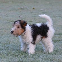 Wirefox Terrier puppies for sale