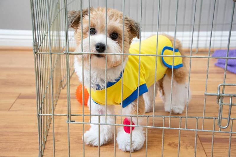 absolutely beautiful Havanese puppies. (jaysonstes@gmail.com) Image eClassifieds4u