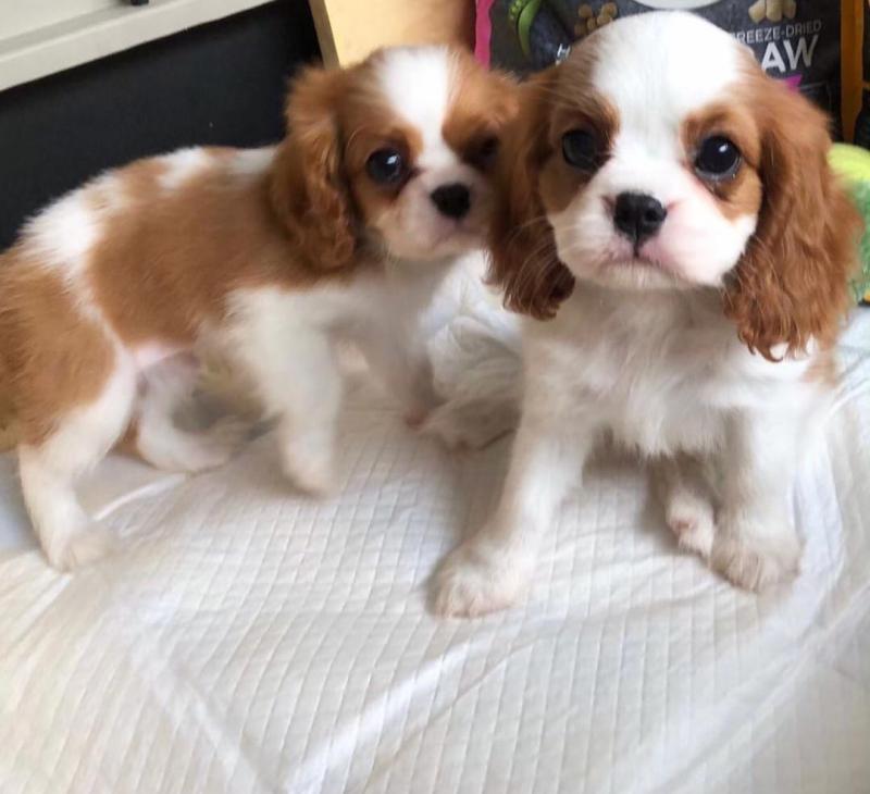 Adorable Cavalier king charles spaniel puppies for adoption!!Email ( (tylerjame00gmail.com) Image eClassifieds4u