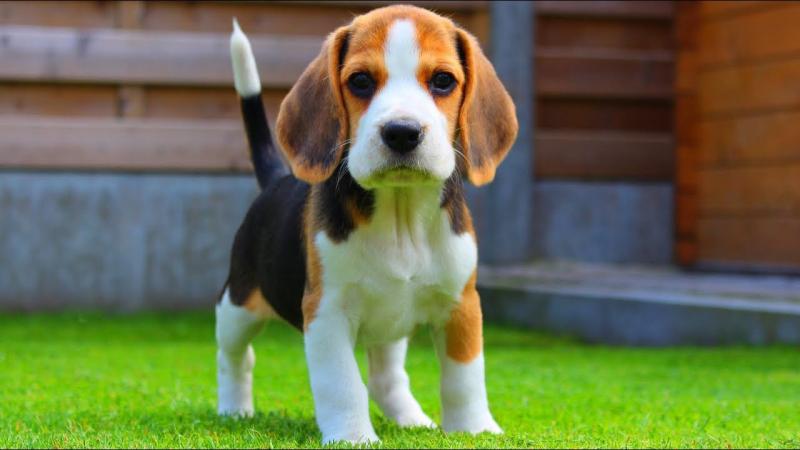 Beagle puppies for sale Image eClassifieds4u