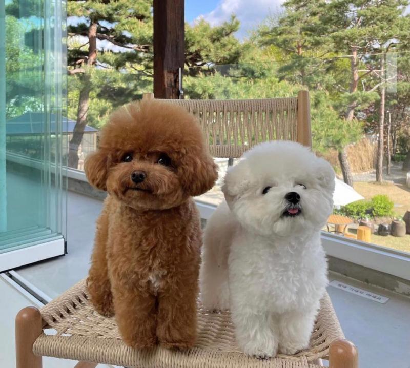 Bichon frise puppies for adoption (catherinetrang68@gmail.com) Image eClassifieds4u
