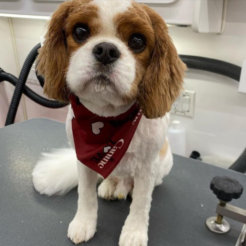 Cavalier king charles spaniel puppies for sale Image eClassifieds4u