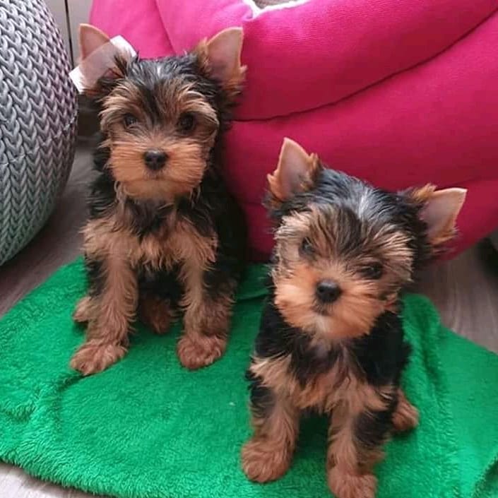 Charming Male and Female Yorkshire Puppies Ready For ADOPTION Email@(donawayne101@gmail.com) Image eClassifieds4u
