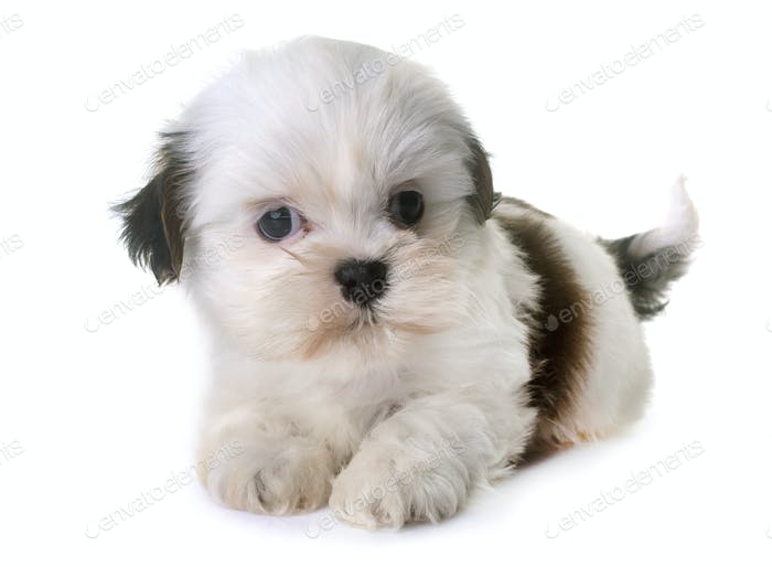 Charming Shih Tzu Puppies for adoption Email us ( dylanmilton225@gmail.com) Image eClassifieds4u