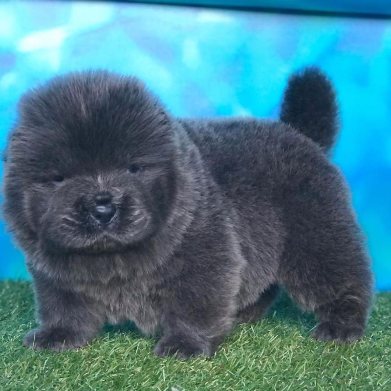 Chow Chow puppies for sale Image eClassifieds4u