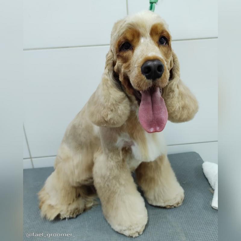 Coocker Spaniel puppies for sale Image eClassifieds4u