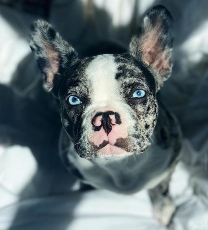Excellent French Bulldog Puppies Available For AdoptionEmail us @(bensilas75@gmail.com) Image eClassifieds4u