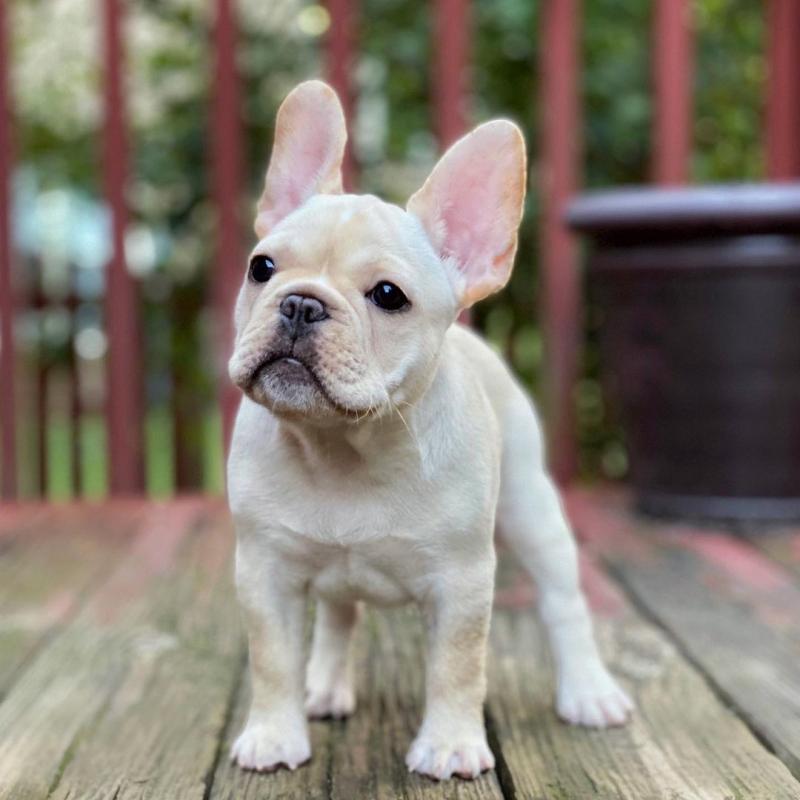 French Bulldog puppies for sale Image eClassifieds4u