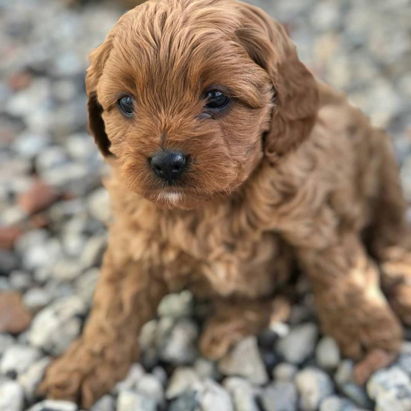 Gorgeous Cavapoo puppies available. for adoption (jeffmarcus963@gmail.com) Image eClassifieds4u