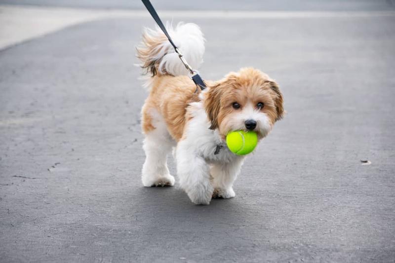 Havanese puppies available in good health condition ADOPTION (jaysonstes@gmail.com) Image eClassifieds4u