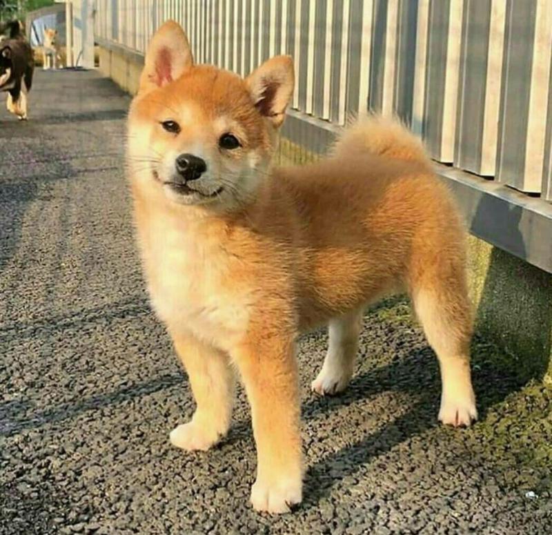Home trained Shiba Inu Puppies available(smithaiden723@gmail.com) Image eClassifieds4u
