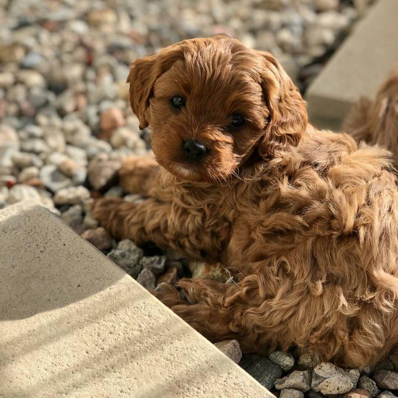 Lovely cute Cavapoo puppies for adoption (jeffmarcus963@gmail.com) Image eClassifieds4u