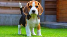 Beagle puppies for sale Image eClassifieds4U