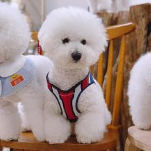 Bichon Frise puppies for sale Image eClassifieds4U