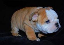 English bulldog puppies for adoption Image eClassifieds4U