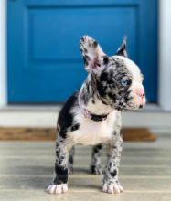 Excellent French Bulldog Puppies Available For AdoptionEmail us @(bensilas75@gmail.com) Image eClassifieds4u 1