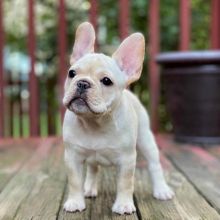 French Bulldog puppies for sale Image eClassifieds4U