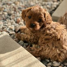Gorgeous Cavapoo puppies available. for adoption (jeffmarcus963@gmail.com) Image eClassifieds4u 3