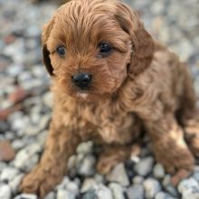 Lovely cavapoo Puppies available For Adoption Email us @(jeffmarcus963@gmail.com) Image eClassifieds4u 2