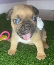 Male and Female English Bulldogs Image eClassifieds4u 3