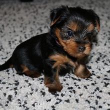 Male and Female Yorkie Puppies for adoption Email us ( dylanmilton225@gmail.com) Image eClassifieds4U