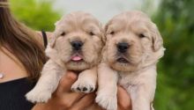 MALE 🐶 FEMALE 🐶 GOLDEN RETRIEVERS PUPPIES FOR ADOPTION (tashiawhite101@gmail.com) Image eClassifieds4u 2