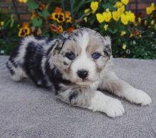 OUTSTANDING AUSTRALIAN SHEPHERD FOR ADOPTION ( mariathomas3443@gmail.com) Image eClassifieds4u 2