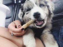 OUTSTANDING AUSTRALIAN SHEPHERD FOR ADOPTION ( mariathomas3443@gmail.com) Image eClassifieds4u 3